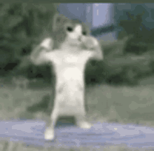 kitty